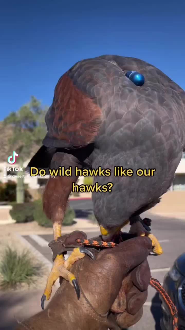Video post from desertkingsfalconry.