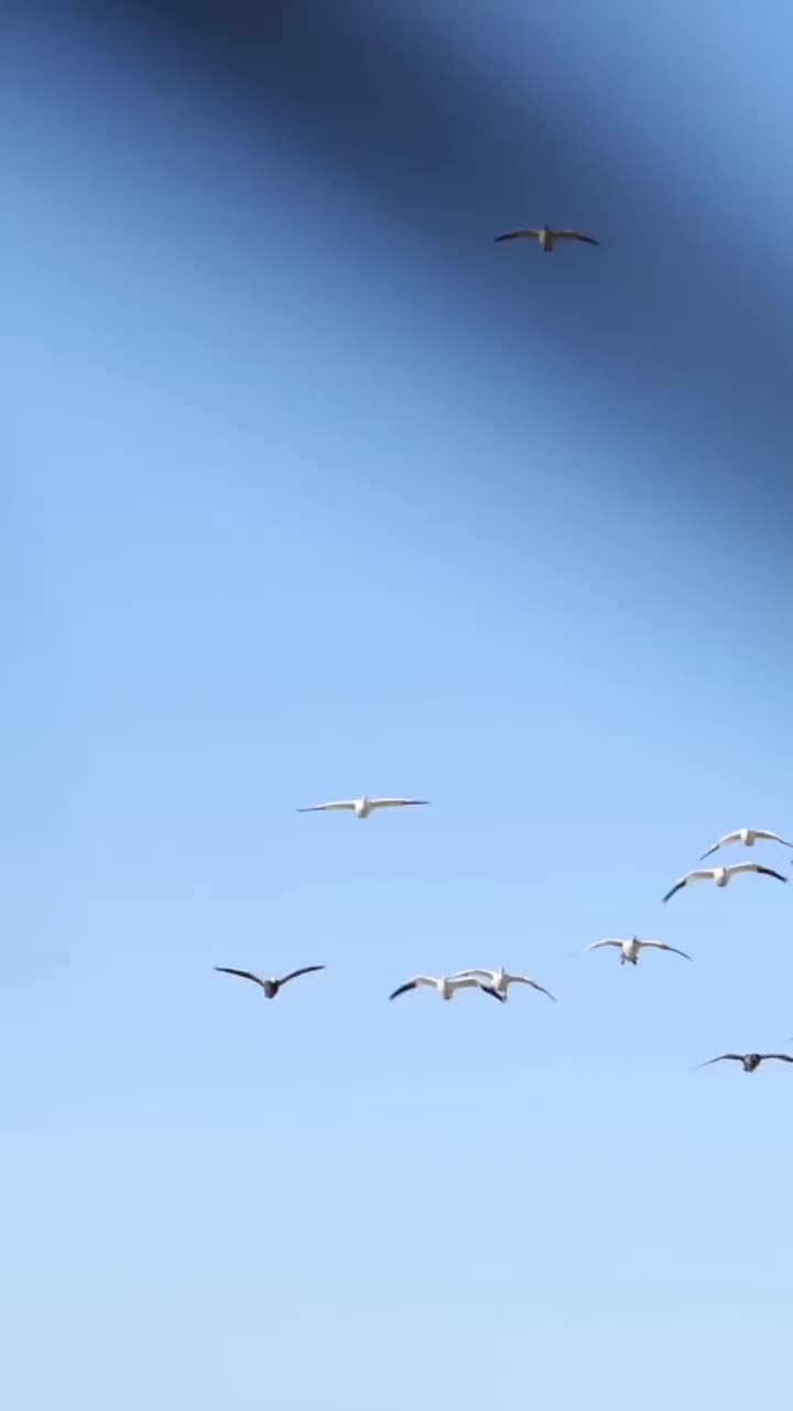 Video post from northernskiesoutfitters.