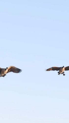 Video post from northernskiesoutfitters.