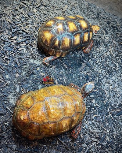 Photo post from carapacecritters.