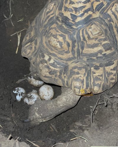 Photo post from carapacecritters.