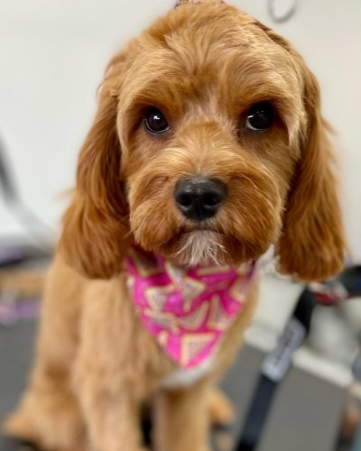 Carousel post from k9playtimedoggydaycare.