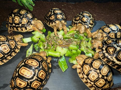 Photo post from carapacecritters.