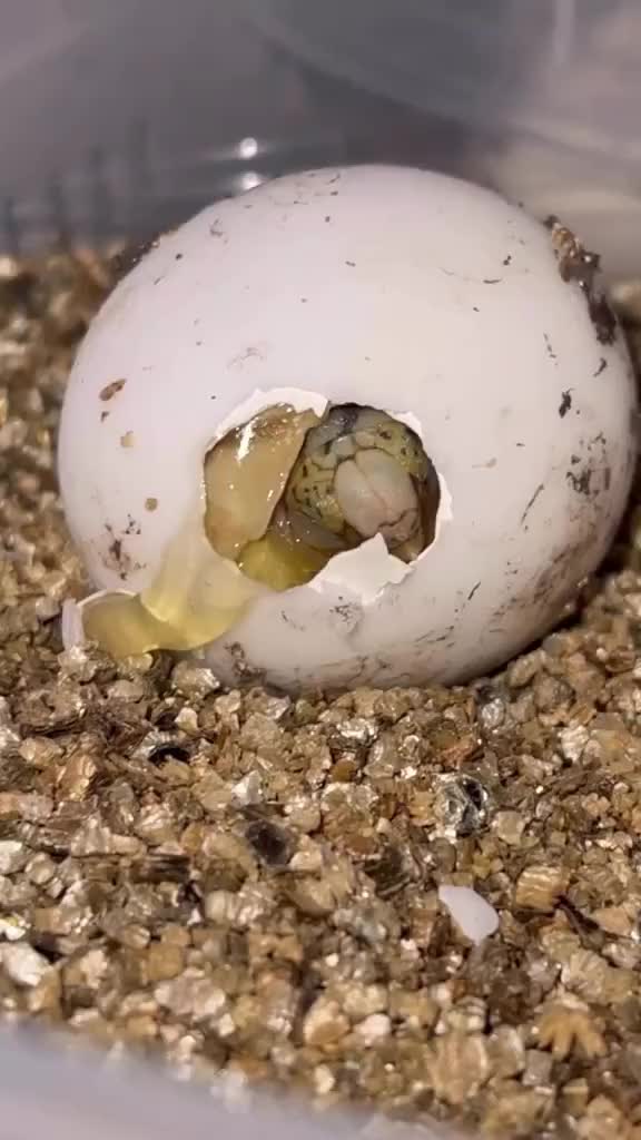 Video post from carapacecritters.