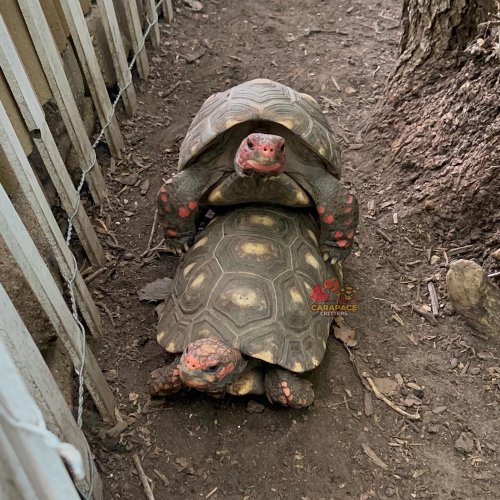 Photo post from carapacecritters.