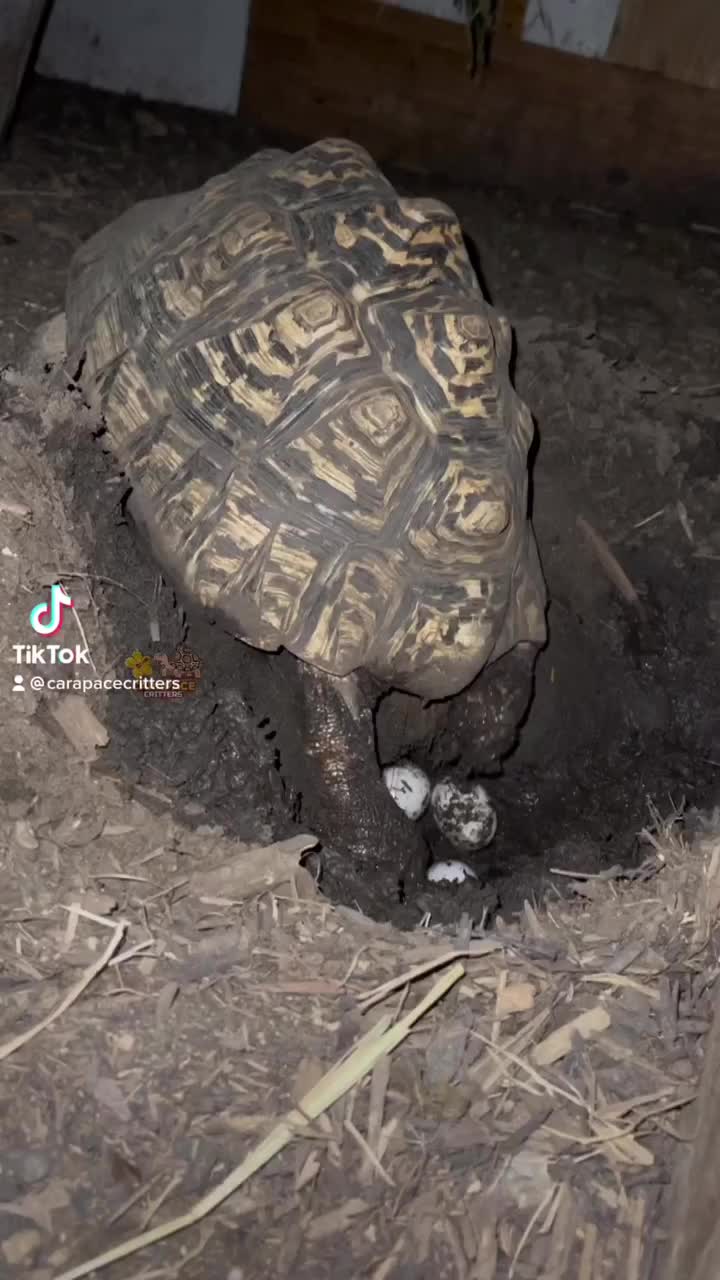 Video post from carapacecritters.