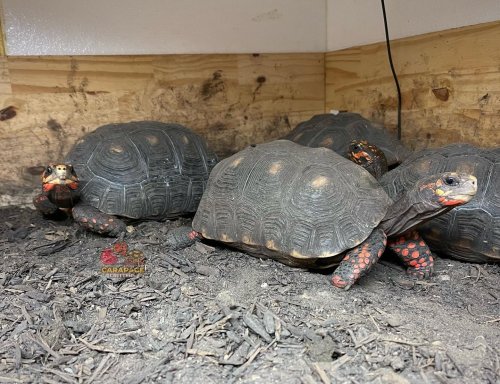 Photo post from carapacecritters.