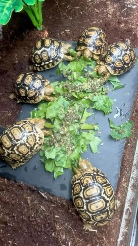 Video post from carapacecritters.