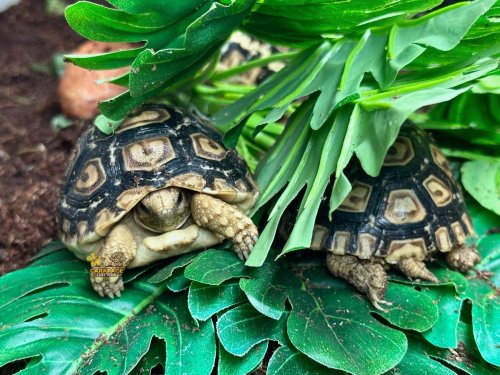 Photo post from carapacecritters.