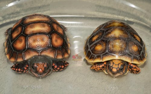 Photo post from carapacecritters.