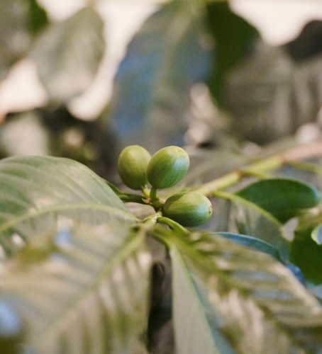 Photo post from nordaggioscoffee.