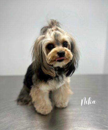 Carousel post from familyanimalhospitalcm.