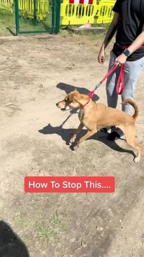 Video post from southenddogtraining.