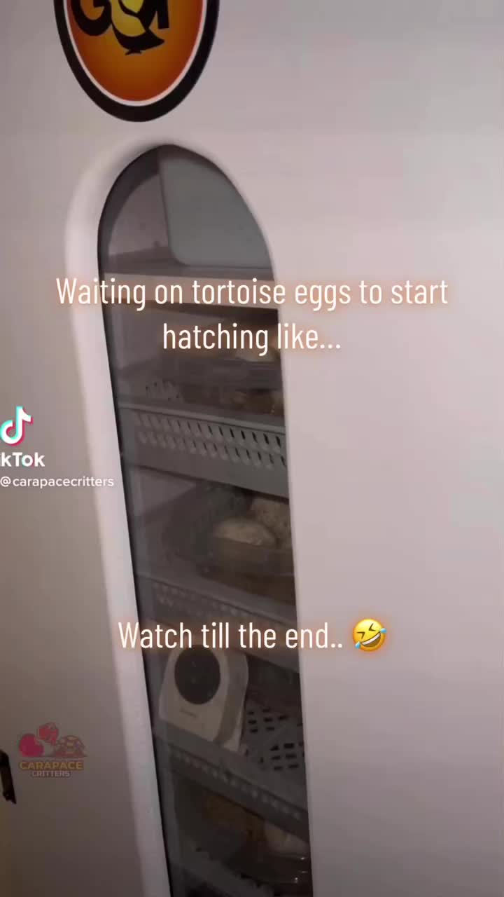 Video post from carapacecritters.