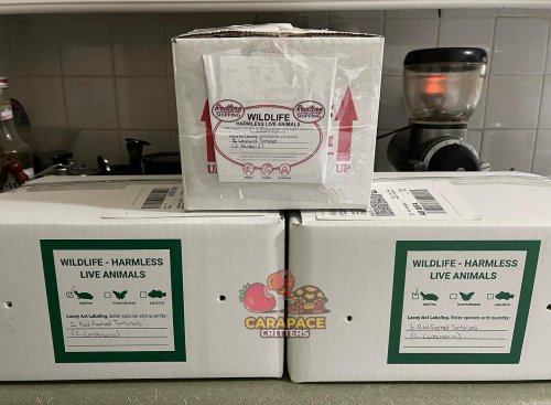 Photo post from carapacecritters.