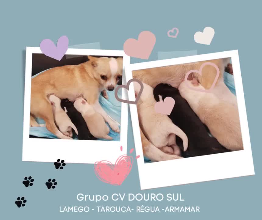 Video post from clinica_veterinaria_dourosul.