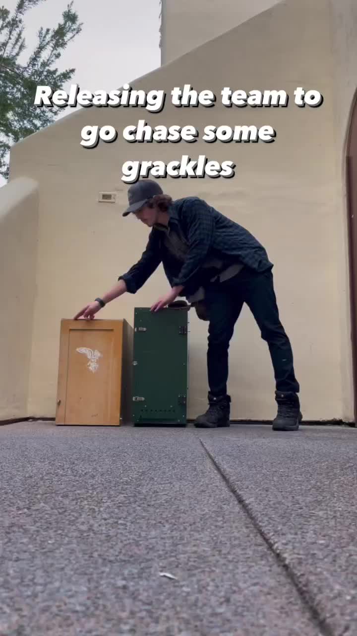Video post from desertkingsfalconry.