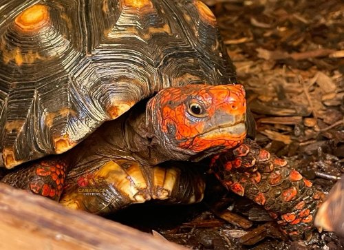 Photo post from carapacecritters.