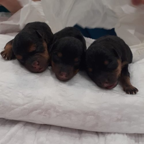 Photo post from clinica_veterinaria_dourosul.