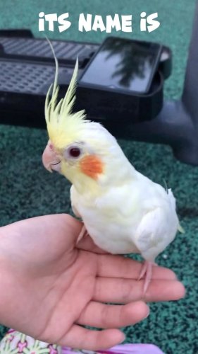 Video post from nydreamer7.