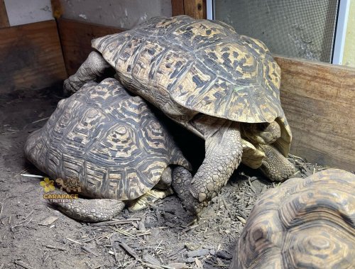 Photo post from carapacecritters.