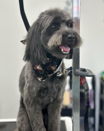 Carousel post from k9playtimedoggydaycare.