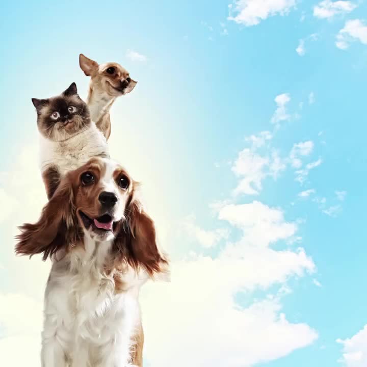 Video post from clinica_veterinaria_dourosul.