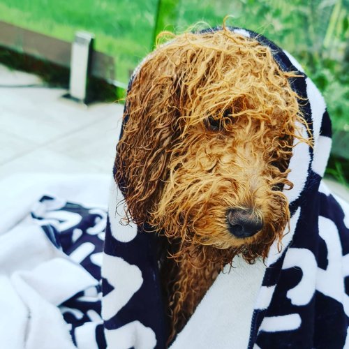 Photo post from furrypeeps.