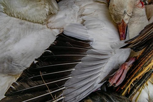 Photo post from northernskiesoutfitters.