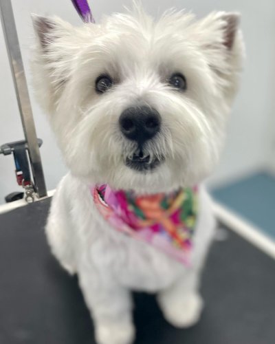 Carousel post from k9playtimedoggydaycare.