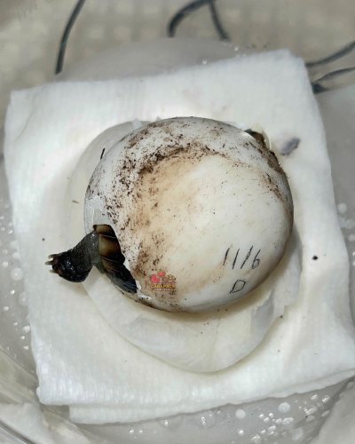 Photo post from carapacecritters.