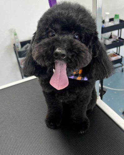 Carousel post from k9playtimedoggydaycare.