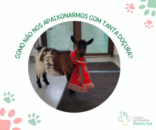 Photo post from clinica_veterinaria_dourosul.