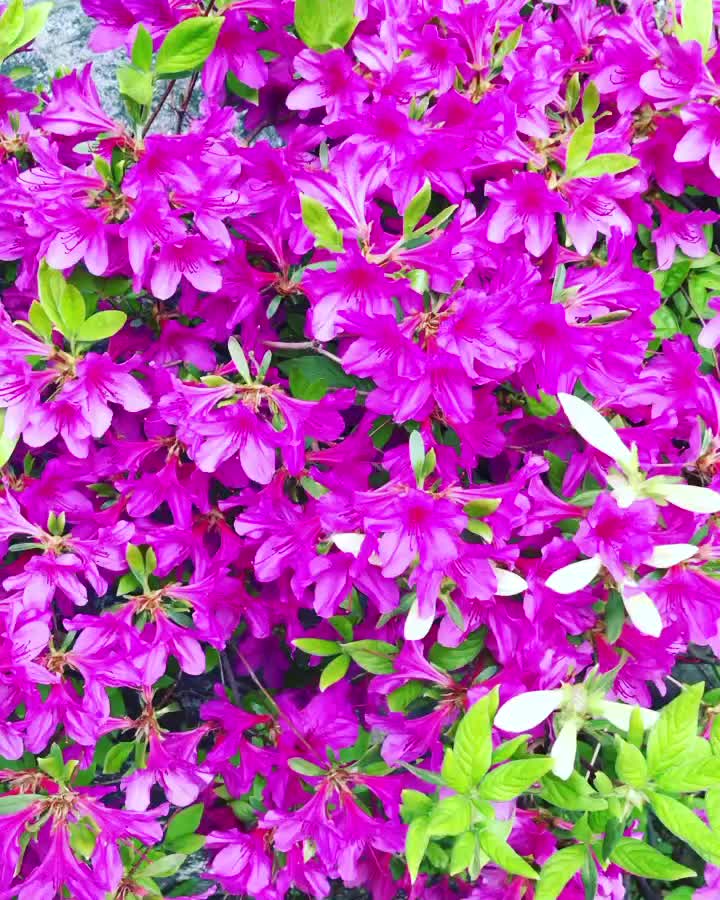 Carousel post from nydreamer7.