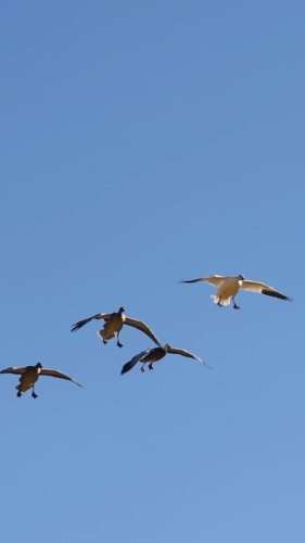 Video post from northernskiesoutfitters.