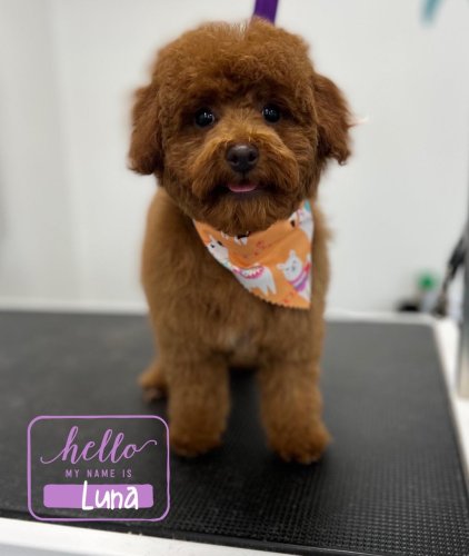 Photo post from k9playtimedoggydaycare.