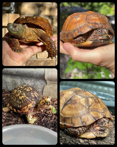 Photo post from carapacecritters.