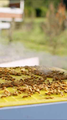 Video post from comvita_nz.