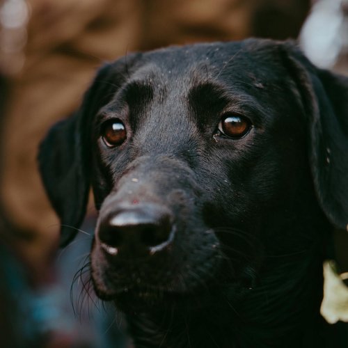 Photo post from northernskiesoutfitters.