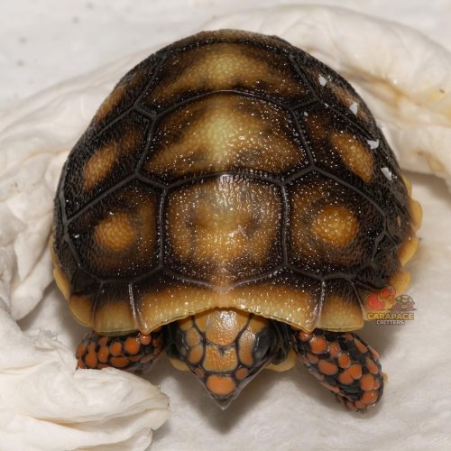 Photo post from carapacecritters.