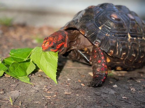 Carousel post from carapacecritters.