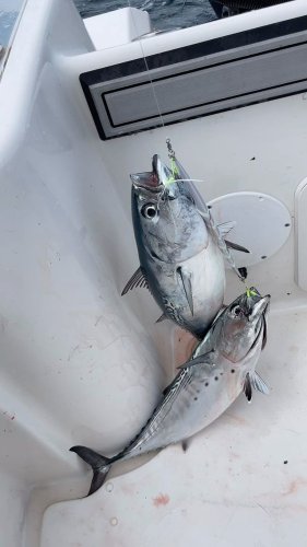 Video post from ejs_fishing_charters.