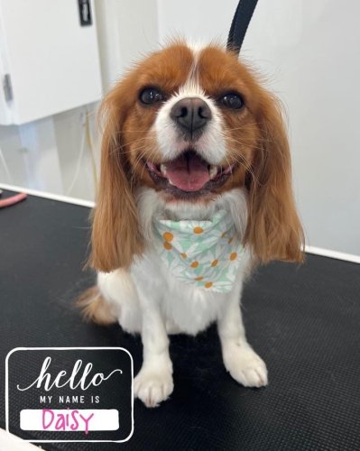 Photo post from k9playtimedoggydaycare.