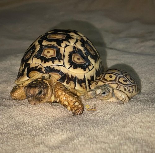 Photo post from carapacecritters.