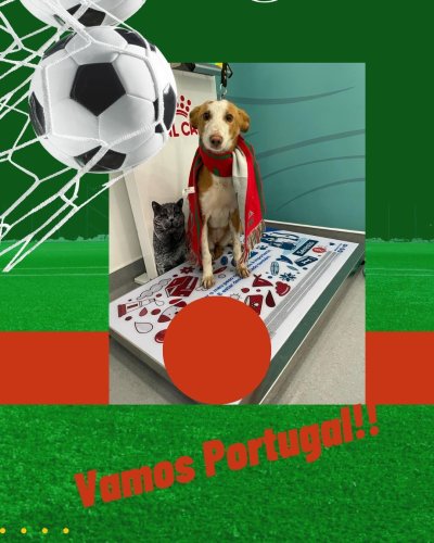 Photo post from clinica_veterinaria_dourosul.