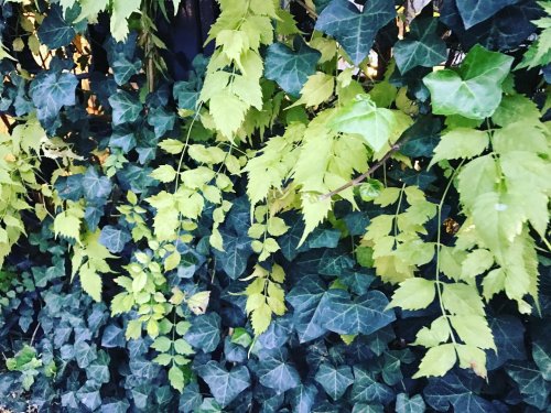 Photo post from nydreamer7.