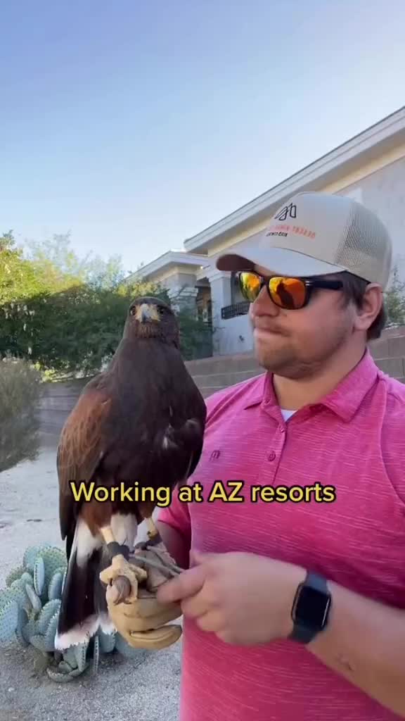 Video post from desertkingsfalconry.