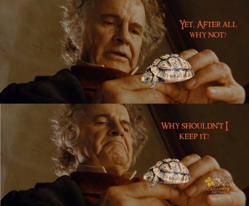 Photo post from carapacecritters.