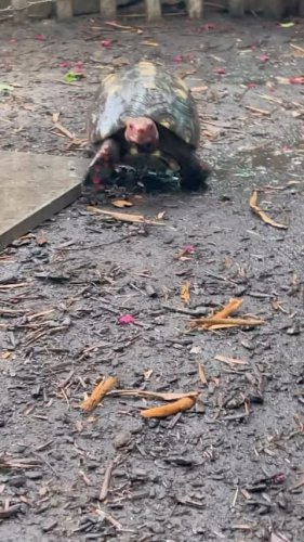 Video post from carapacecritters.