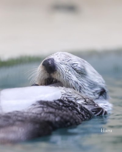 Embed Feed Embed Feed